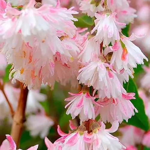 Дейция шерстистая Codsall Pink (188469) 1 саженец в упаковке - фото 1