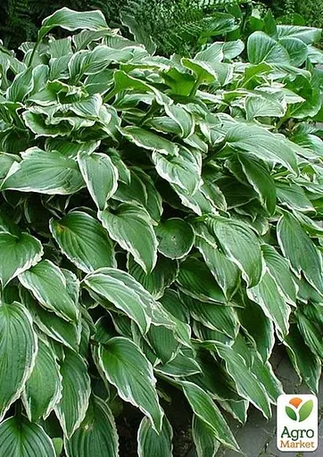 Хоста "Undulata Albomarginata" 1 шт (23447) (Корневище) - фото 2