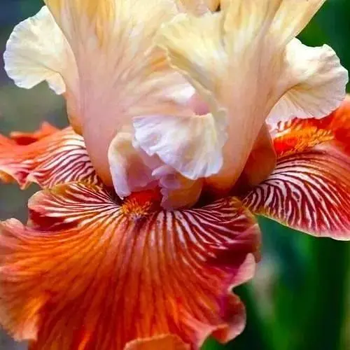 Ирис бородатый крупноцветковый "Mandarin Morning" 1 шт (44552) - фото 1