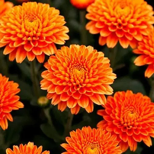 Хризантема мультифлора шаровидная "Seminole Orange" (189664) 1 саженец - фото 1