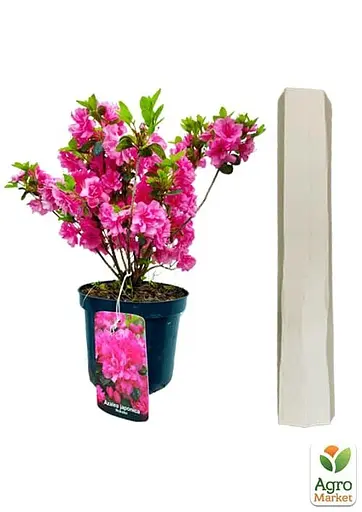 Рододендрон азалієвидний (Azalea japonica) "Rokoko" C1 висота 30-50см (60475) 1 саженец - фото 2