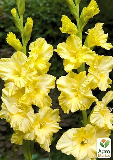 Гладиолус "Morning Gold" 3 шт (23742) - фото 2