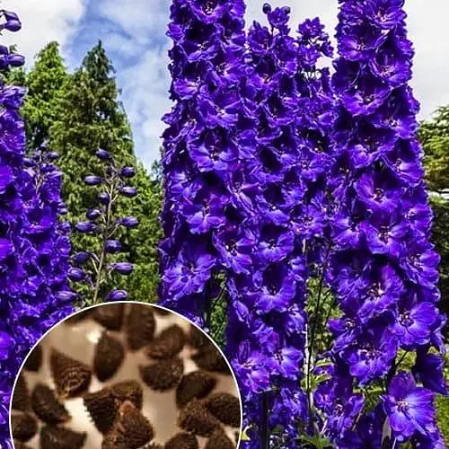 Дельфініум "Чорний лицар" (Зіпер) Весна 0.1г (183412) - фото 2