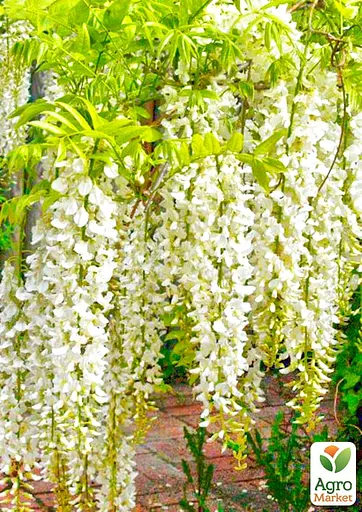 Глициния 3-х летняя японская "Альба" (Wisteria chinensis Longissima Alba) С2 высота саженца 60-100см (185368) 1 саженец Нидерланды - фото 4