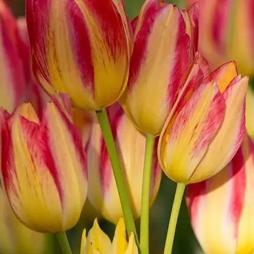 Тюльпан "Antoinette" (многоцветочный) (186162) 2 шт - фото 1