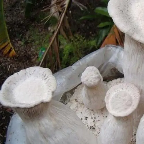 Міцелій на дубових брусочках "Глива Чаудинского гриб" 10шт (45250) - фото 1