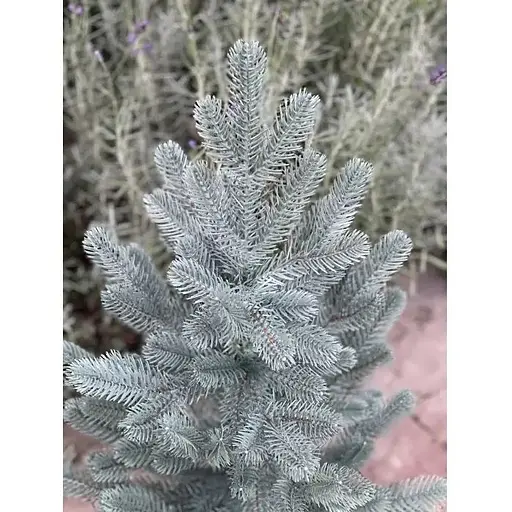 Ялинка Hvoya Traditional лита в горщику 50 см блакитна новинка - фото 5