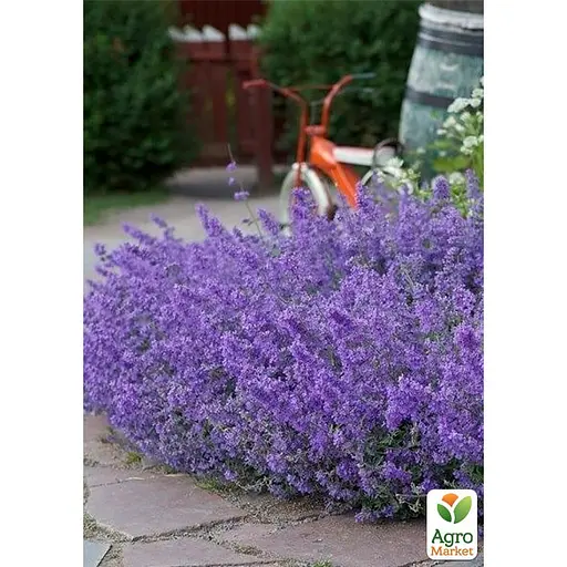 Котовник "Junior Walker" (Nepeta faassenii) (187781) 1 саженец в упаковке - фото 2