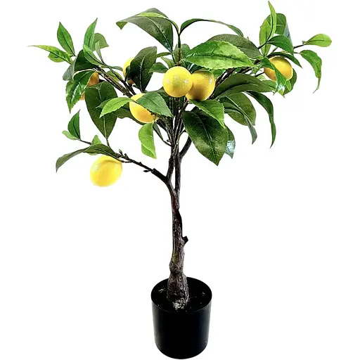 Лимонне дерево Hvoya в горщику 75 см