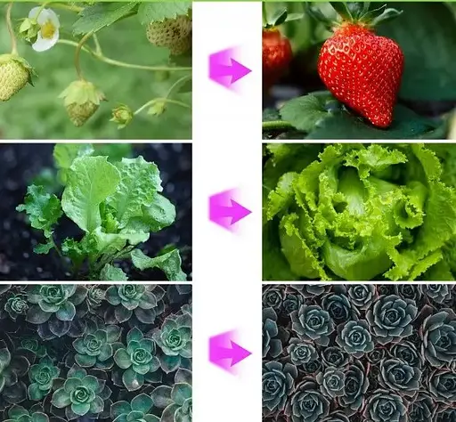 Ультрафиолетовая светодиодная фитолампа GrowLight для растений (3 лампы) с таймером - фото 10