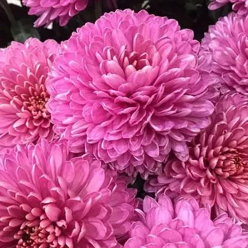 Хризантема мультифлора куляста "Paris Pink" (189650) 1 саженец - фото 1