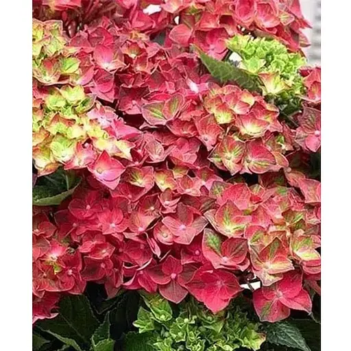 Гортензія квітуча крупнолистова "Magical Ruby Tuesday" вазон С1,5 (184871) 1 саженец - фото 1