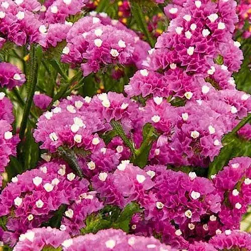 Статиця "Purple Attraction" (кермек лимоніум сухоцвіт) (190071) 1 саджанець - фото 1