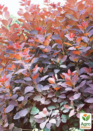 Скумпия 2-х летняя "Grace" С2 высота 30-50см (187684) 1 саженец - фото 2