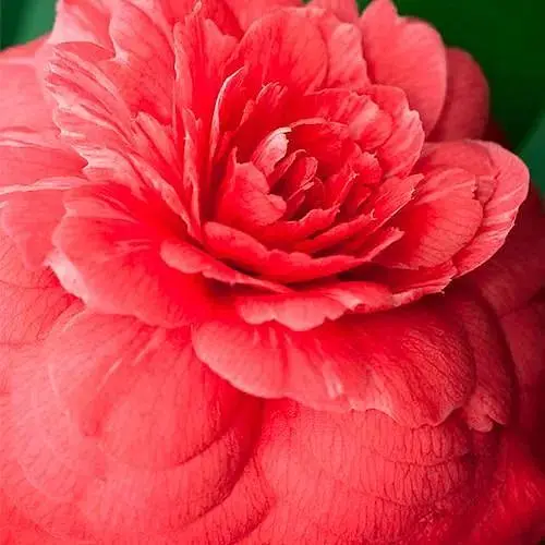 Камелія японська "Margherita Coleoni" (187245) 1 саженец - фото 1