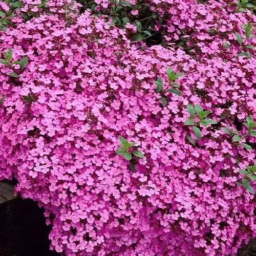 Мильнянка Сапонарія "Rose" (квітучий килим у вашому саду) (189564) 1 саженец - фото 1