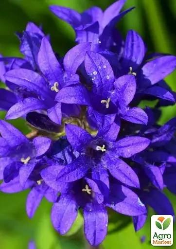 Колокольчик скученный "Bellefleur Violet" (морозостойкий, обильно цветущий многолетник) (189575) 1 шт - фото 2