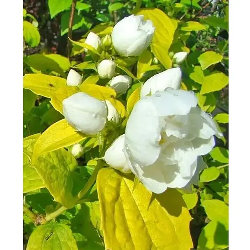 Жасмин гібридний садовий (чубушник) "Yellow Hill" 2х річний (вазон С2) (175127) 1 саженец - фото 1