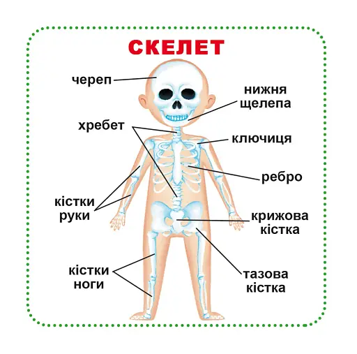 Розумні картки. Моє тіло. 30 карток - фото 2
