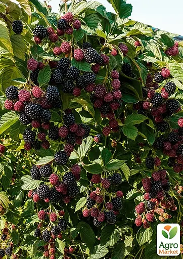 Ежевика Agro-Market "Дойл" (Doyle) (средний срок созревания) (187559) 1 саженец в упаковке - фото 2