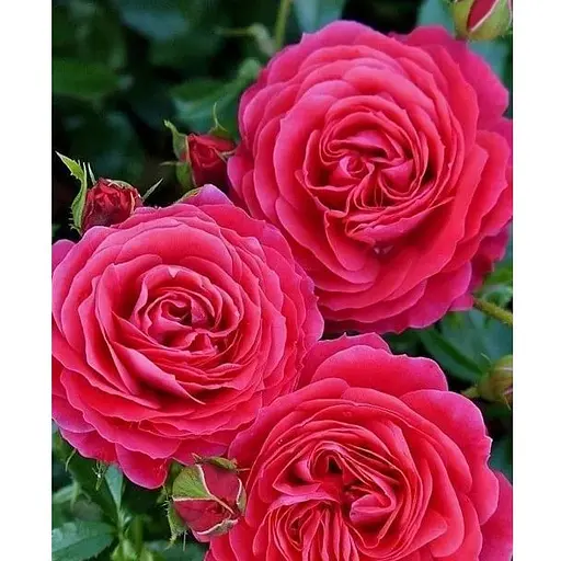 Роза в контейнере чайно-гибридная "Cherry Lady" (садник класса АА+) (185754) 1 саженец - фото 1