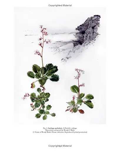 Drawn from Nature: The Flowering of Irish Botanical Art - фото 6