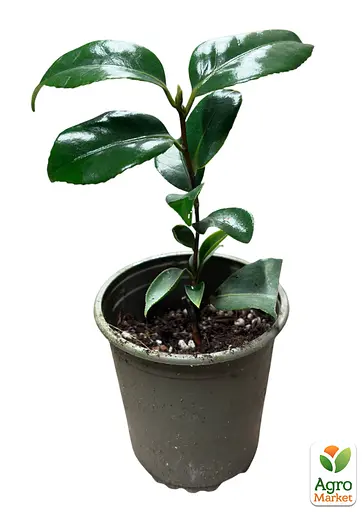 Камелія японська "Mary Williams" (181743) 1 саженец Нідерланди - фото 3