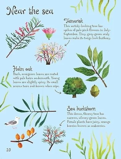 Trees to Spot. Usborne Minis - фото 3