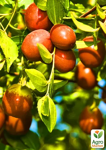 Зизифус (унаби) Agro-Market "Бурним" (среднепоздний срок созревания, высокоурожайный сорт) вазон Р9, высота 10-15 см (187591) 1 саженец в упаковке - фото 2