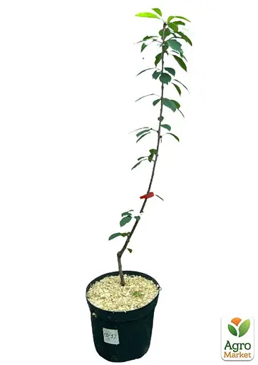 Черешня колоновидная "Сильвия" укоренена в контейнере (саженец 2 года) (153088) 1 саженец в упаковке - фото 2