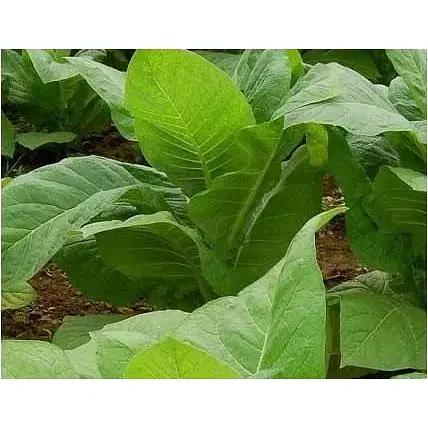 Семена Табак "Курильный" Весна 0.2г (21463) - фото 1