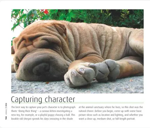 How to Photograph Absolutely Everything - фото 6