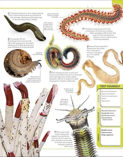 Animal Knowledge Genius - фото 5