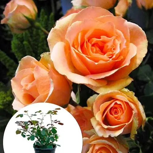 Роза в контейнере чайно-гибридная "Versilia" (саженец класса АА+) (156250) 1 саженец - фото 2