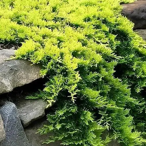 Можжевельник горизонтальный "Golden Carpet" C2 диаметр 20-25см (188215) 1 саженец - фото 1