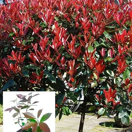 Фотинія Фразера "Red Robin" вазон С3 висота 25-60см (93951) 1 саженец - фото 3