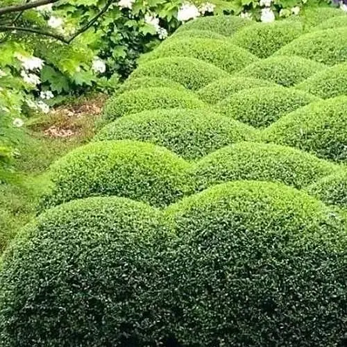 Бирючина звичайна (Ligustrum vulgare) С2 висота 25-35см (185305) 1 саджанець - фото 1