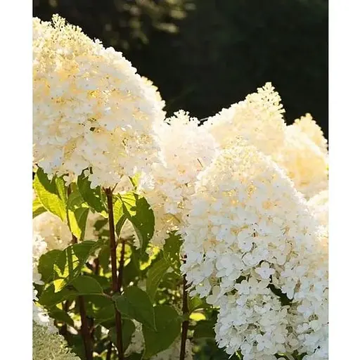 Гортензія волотиста 2-річна "Living-Sugar Rush" висота саджанця 20-30см (186201) 1 саженец - фото 1