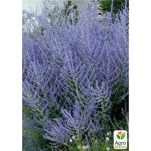Перовскія лебедолистна Agro-Market Blue Steel" вазон С2 (183705) 1 саджанець в упаковці  - фото 1