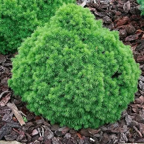 Ялина канадська Agro-Market Alberta Globe C2 висота 15-20 см 188075 1 саджанець в упаковці - фото 1