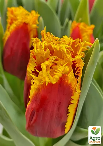 Тюльпан Fabio (62543) 2 шт - фото 2