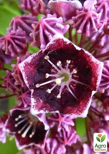 Кальмия latifolia "Latchmin" (49070) 1 саженец - фото 3
