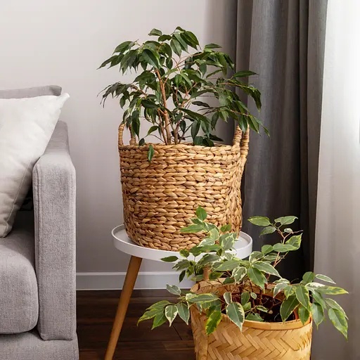 Жидкое удобрение для зеленых растений COMPO 0.5 л - фото 13