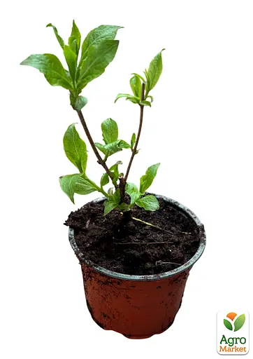 Вейгела квітуча 2-річна "Bristol Ruby" С1 висота 20-40см (185278) 1 саженец - фото 2