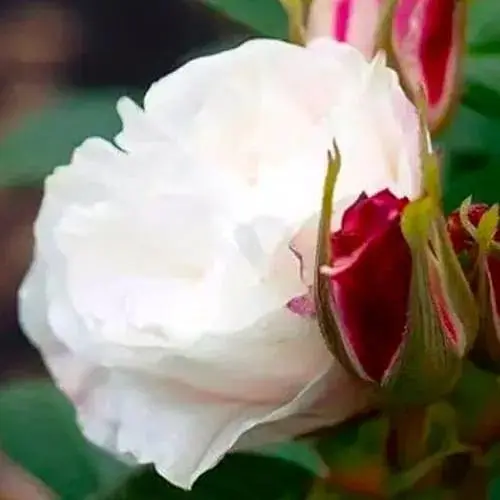 Троянда паркова Agro-Market Louise Bugnet (саджанець класу АА+) вищий сорт (189375) 1 саджанець в упаковці - фото 2