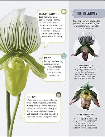 Happy Orchid - фото 6