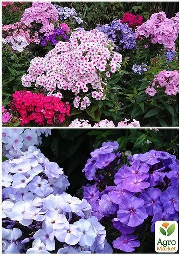 Флокс смесь Весна 1г (13269) - фото 3