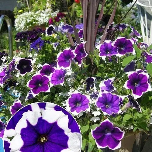 Петуния ампельная Crazytunia "Inkblot" (189794) 1 саженец - фото 1