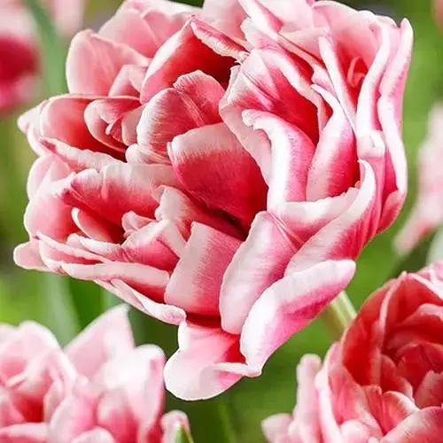 Тюльпан "Let`s Dance" (186239) 2 шт - фото 1