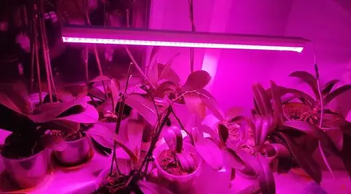 Лампа Osram App 15W E14, 230-240V T25 CL OV 300С 230 В - фото 8